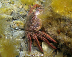 Crab Rapid Bay Jetty Rapid Bay South Australia by Debra Cahill 